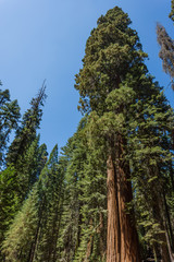 Giant Sequoia tree in Yosemite National Park, California.