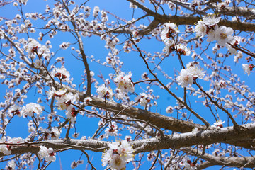 spring flowers