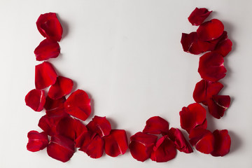 background texture frame of red rose petals on a white background