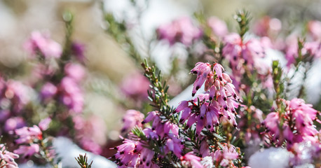 Blooming pink Erica carnea flowers (Winter Heath) and snow in the garden in early spring. Floral background