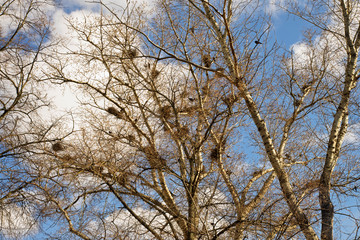 Fototapeta na wymiar Bird nests at park of Oryol (Orel). Russia