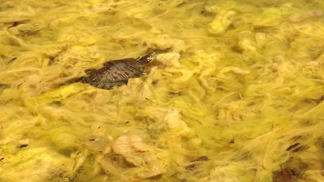 Painted turtle and minows swimming in algee