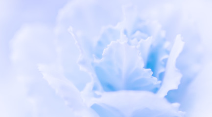 Abstract floral background, pale blue carnation flower. Macro flowers backdrop for holiday brand design