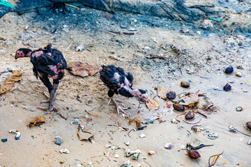 wandering wild chicken on a beach in Vietnam