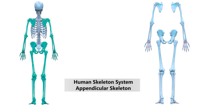 Human Skeleton System Appendicular Skeleton Anatomy