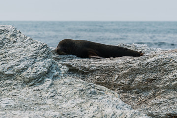 Fototapeta premium sea lion dozing on the rocks