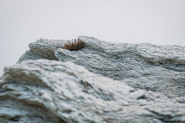 growth among the rocks