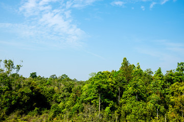 Fototapeta na wymiar A tree panel with a sky background