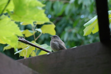 Ptaki w ogrodzie - kopciuszek