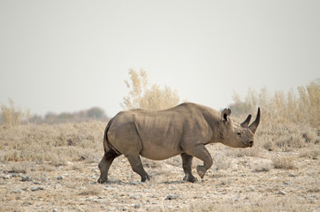 Fototapeta premium Black (hook lipped) rhino in savannah, Etosha