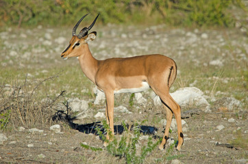 Naklejka na ściany i meble Male black-faced impala, side-view, Etosha National Park