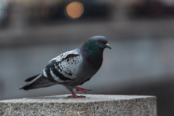 Alone pigeon at Empty street in the centre of the city on self isolation.