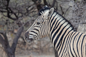 Fototapeta na wymiar Close-up side view of Burchell's Zebra, Etosha