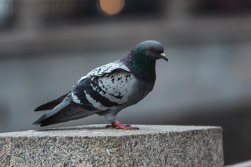 Alone pigeon at Empty street in the centre of the city on self isolation.