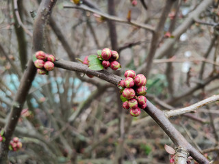 lilac buds on branches in spring