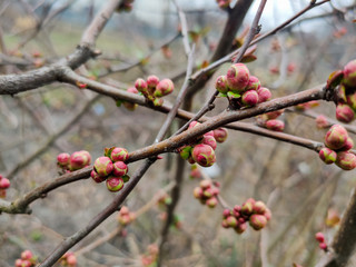 lilac buds on branches in spring