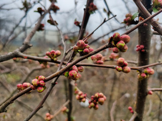 lilac buds on branches in spring