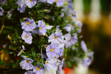 Lycianthes rantonnetii blooming evergreen plant with violet flowers