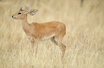 Steenbok in tall grass, yellow, Etosha