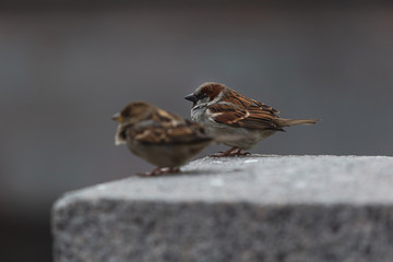 Alone sparrows on the marble tiles huddled against the cold