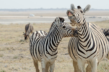 Fototapeta na wymiar Pair of burchell's zebra interacting, Etosha