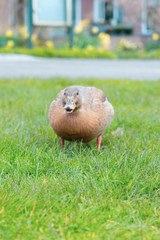 Duck in grass