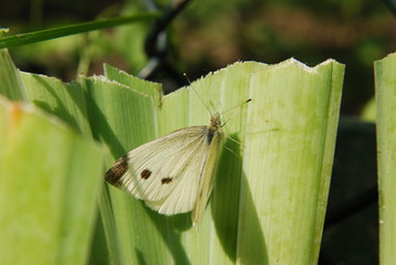 Owady w ogrodzie - motyl bielinek