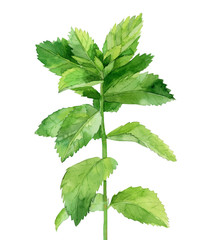 Mint. Watercolour herb plant. Botanical illustration isolated on white background.