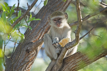 Vervet monkey eating in tree, northern Namibia, Africa