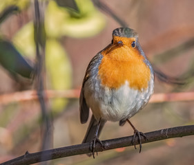 Rotkehlchen im Sonnenschein