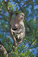 Mother and child vervet monkey in tree, northern Namibia, Africa