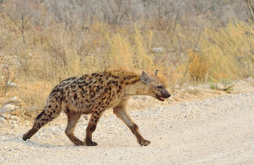 Obraz na płótnie Canvas Spotted hyaena crosses road, Etosha National Park, Africa