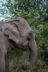 Naklejka premium Elephant eating bamboo at Chitwan national park, Nepal