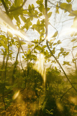 Spring folliage with lensflair