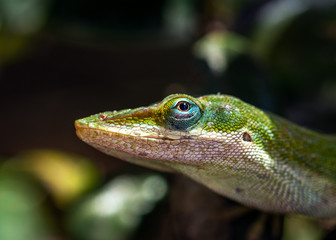 Green Anole hidden among the leaves of a Holly Hedge!