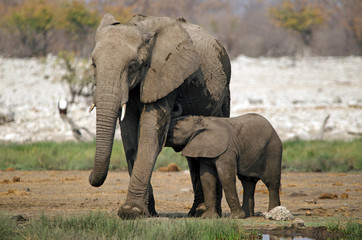 Fototapeta na wymiar Elephant calf drinks from its mother, Etosha