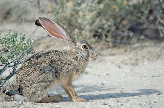 Close-up of Cape Hare in Etosha