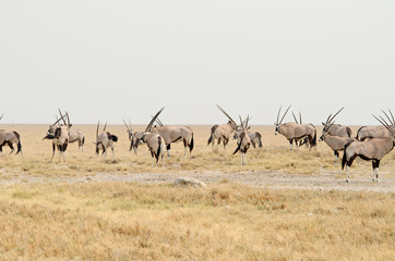 Fototapeta na wymiar Herd of oryx (gemsbok), flat plain, clear horizon, Etosha