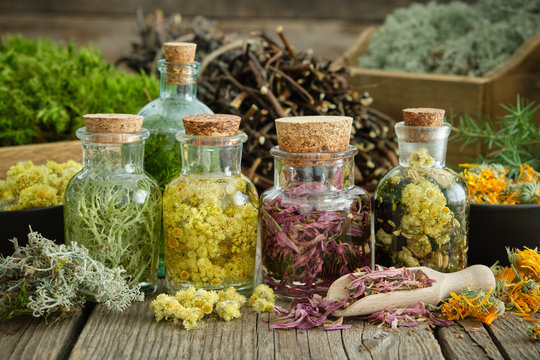 Bottles of infusion of healthy medicinal herbs and healing plants on wooden table. Comarum palustre stems and roots, healthy moss and lichen on background.  Herbal medicine.