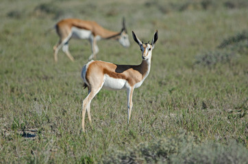 Naklejka na ściany i meble Young springbok with small horns in green grass, Etosha