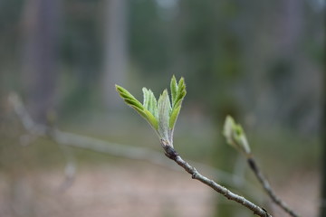 Austrieb junger Blätter: Eberesche / Vogelbeerbaum 