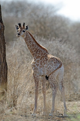 Young giraffe looks at camera, southern Namibia, Africa