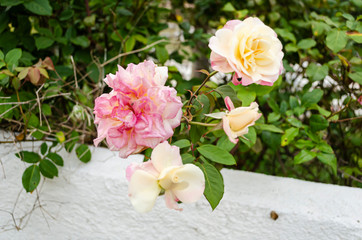 Rose Flowers Hanging Over Wall