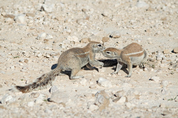 Two South African Grounds Squirrels interact, Etosha