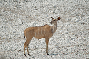 Female kudu on grey stones, Etosha