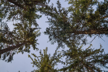 forest from below