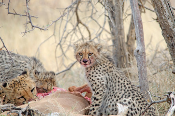 Obraz na płótnie Canvas Cheetah mother and cubs at kill, Etosha