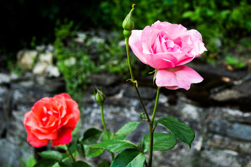 Beautiful roses