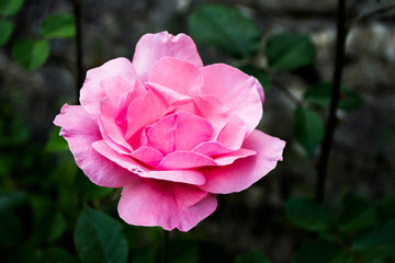 Beautiful rose