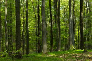 Frische Wälder im Frühling